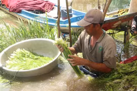 Anh Trần Văn Ngang (xã Tân Tập, huyện Mộc Hóa, Long An) nhặt hẹ nước vừa mới nhổ để chuẩn bị bán cho thương lái. (Ảnh: Bùi Giang/TTXVN)