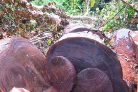 Cây gỗ nghiến cổ thụ bị lâm tặc cưa thành nhiều khúc tại rừng đặc dụng Phong Quang. (Ảnh: Hồng Cừ/TTXVN)