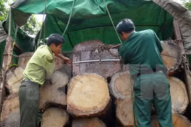 Ảnh minh họa. (Nguồn: TTXVN)