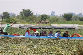 Du khách tham gia trải nghiệm hoạt động hái ấu của người nông dân ở khu vực lòng hồ Tân Trung, huyện Phú Tân, tỉnh An Giang. (Ảnh: Công Mạo/TTXVN)