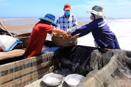 Ngư dân ở xã Quảng Công, huyện Quảng Điền chuyển cá từ thuyền lên bờ để bán. (Ảnh: Hồ Cầu/TTXVN)