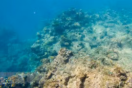 Rạn san hô Barrier ở Queensland, Australia, ngày 2/6/2021. (Ảnh: THX/TTXVN) 