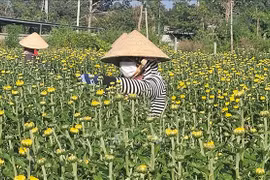 Nhà vườn chăm sóc hoa Tết. (Nguồn: TTXVN)