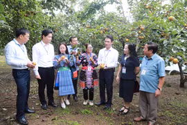 Các đại biểu được nghe người dân bản địa giới thiệu về quá trình trồng, phát triển cây lê. (Ảnh: Quý Trung /TTXVN)
