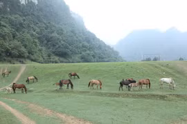Đàn ngựa được chăn thả tự do trên Thảo nguyên Đồng Lâm. (Ảnh: Anh Tuấn/TTXVN) 