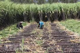 Triều cường dâng cao gây ngập trên tuyến Quốc lộ 1A đoạn qua Bạc Liêu