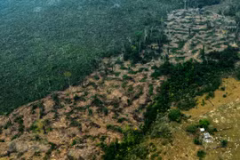 Một khoảng rừng mưa Amazon ở bang Amazonas, Brazil bị cháy rụi ngày 24/8/2019. (Ảnh: AFP/TTXVN) 