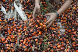 Indonesia thử nghiệm nhiên liệu phản lực sinh học từ dầu cọ