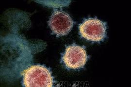 Virus SARS-CoV-2 gây bệnh COVID-19 soi trên kính hiển vi. (Nguồn: AFP/TTXVN)