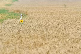 Một cánh đồng lúa mỳ ở làng Mala Dyvitsya, Ukraine. (Ảnh: AFP/TTXVN) 