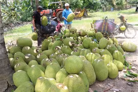(Nguồn: Nguyễn Văn Trí/TTXVN)