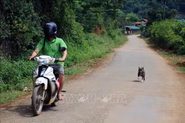Ảnh minh họa. (Nguồn: TTXVN)