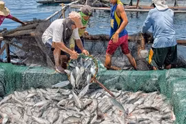 Chính phủ Philippines cấm đánh bắt cá do sự cố tràn dầu