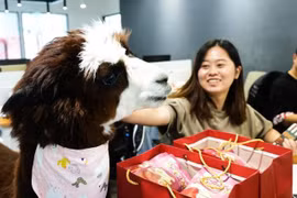 Thú cưng nơi công sở- Lạc đà Alpaca ( Nguồn: Oddity Central)
