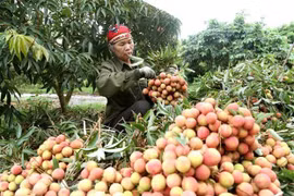 Ảnh minh họa. (Nguồn: TTXVN)