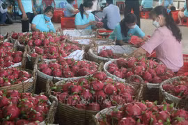 Sơ chế thanh long xuất khẩu tại huyện Chợ Gạo. (Ảnh: Minh Trí/TTXVN)