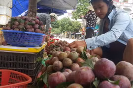 Sạp bán mận Tam Hoa. (Ảnh: Hương Thu/TTXVN)