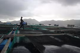 Một lồng bè nuôi thuỷ sản trên biển thuộc địa bàn huyện Vạn Ninh, Khánh Hòa. (Ảnh: Nguyễn Dũng/TTXVN)