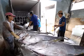 Thu mua, sơ chế cá ngừ đại dương tại Công ty TNHH Hải Hà, cảng cá Tam Quan Bắc, huyện Hoài Nhơn. (Ảnh: Vũ Sinh/TTXVN)