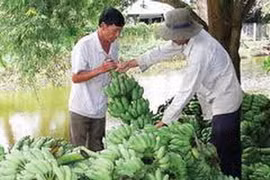 Ảnh minh họa (Nguồn: Internet)