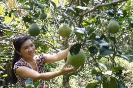 Ảnh minh họa. (Ảnh: Đình Huệ/TTXVN)