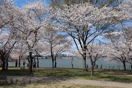 Hoa anh đào rực rỡ ở thủ đô Washington. (Ảnh: Kiều Trang/TTXVN)
