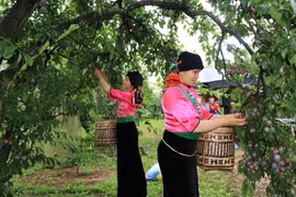 [Photo] Trải nghiệm thú vị trong Ngày hội hái quả mận Sơn La
