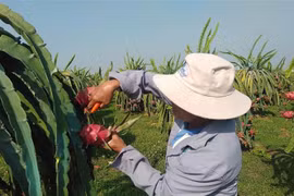 Chăm sóc Thanh long Bình Thuận. (Ảnh: TTXVN phát)