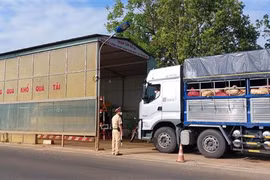 Lực lượng Cảnh sát Giao thông (Công an tỉnh Kon Tum) tạm dừng phương tiện để kiểm tra tải trọng tại trạm cân số 54 (đoạn trên Quốc lộ 14, thành phố Kon Tum). (Ảnh: Khoa Chương/TTXVN)