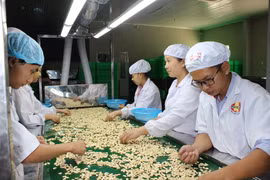 Công nhân chế biến hạt điều tại công ty Phúc An, Bình Phước. (Ảnh: K GỬIH/TTXVN)