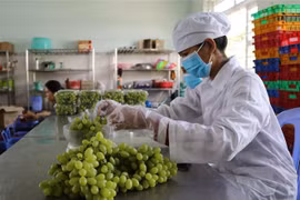 Sơ chế, đóng gói sản phẩm nho xanh tại Công ty TNHH Sản xuất và Thương mại nông sản Thái Thuận – Ninh Thuận để chuẩn bị đưa lên sàn giao dịch thương mại điện tử. (Ảnh: Nguyễn Thành/TTXVN)