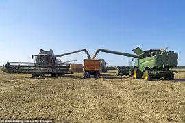 Thu hoạch lúa mỳ tại Ukraine. (Nguồn: Bloomberg/Getty)