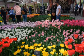 [Photo] Mê đắm với thiên đường hoa tulip Keukenhof tại Hà Lan