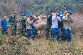 Lực lượng chức năng di dời một quả bom đến điểm hủy nổ. Ảnh minh họa. (Ảnh: TTXVN phát) 
