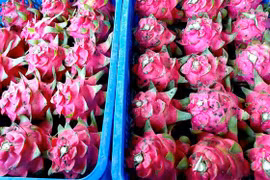 Thanh long là một trong nhiều mặt hàng nông sản của Việt Nam xuất khẩu vào EU. (Ảnh: Thu Hiền/TTXVN)