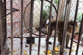 Cá thể khỉ đuôi lợn được nuôi nhốt trong lồng tại tỉnh Hưng Yên trước khi được cứu hộ. (Ảnh: TTXVN phát)