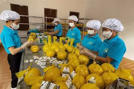 Công nhân Hợp tác xã Đại Đồng, xã Ngọc Lương (Yên Thủy) đang đống gói dán tem nhãn sản phẩm bưởi Diễn chuẩn bị cho lô hàng đầu tiên xuất khẩu sang thị trường Anh quốc. (Ảnh: TTXVN phát)