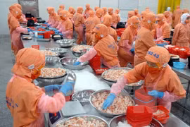 Chế biến tôm phục vụ xuất khẩu. (Ảnh: Mạnh Linh/TTXVN)