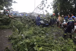 Lực lượng chức năng thu dọn cây gãy đổ giải phóng xe và lòng đường. (Ảnh: Hồ Cầu/TTXVN)