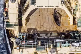 Nhóm hoạt động chống săn bắt cá voi Sea Shepherd đã công bố bức ảnh của một con cá voi đã chết trên một chiếc tàu Nhật Bản. (Nguồn: Sea Shepherd)