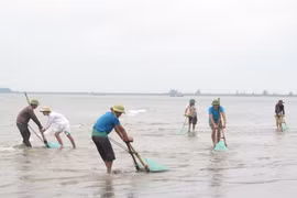 Khai thác ngao. (Ảnh minh họa. Nguồn: TTXVN)