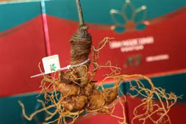 Sâm củ Ngọc Linh. (Ảnh: Cao Nguyên/TTXVN)