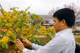 Người dân đến ngắm và chụp ảnh hoa mai tại Quảng trường 30/10, tại Lễ hội hoa Anh đào-Mai vàng Yên Tử 2016. (Ảnh: Văn Đức/TTXVN)