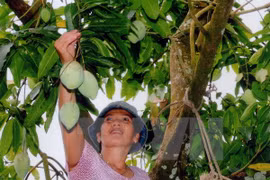 Thu hoạch xoài. (Ảnh: Đình Hụê/TTXVN)