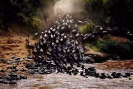 Cuộc đại di cư qua sông Mara của đàn dê rừng ở Maasai Mara, Kenya. (Nguồn: NatGeo)
