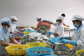 Công nhân Công ty cổ phần thủy sản Cà Mau sơ chế tôm phục vụ xuất khẩu. (Ảnh: Tuấn Kiệt/TTXVN)