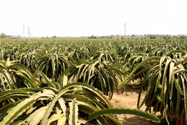 Vườn thanh long. (Ảnh minh họa: Nguyễn Thanh/TTXVN)