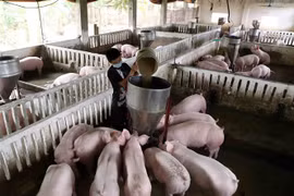 (Ảnh minh họa: Vũ Sinh/TTXVN)