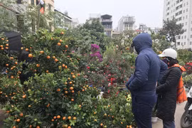 Chợ hoa cây cảnh trên đường Hoàng Hoa Thám trong dịp Tết Nguyên đán. (Ảnh: Đức Duy/Vietnam+