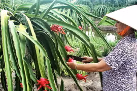 Giá thanh long ruột đỏ tăng cao, nông dân Đồng Nai phấn khởi